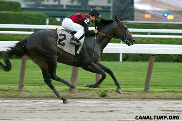 chevaux les plus joués de canalturf