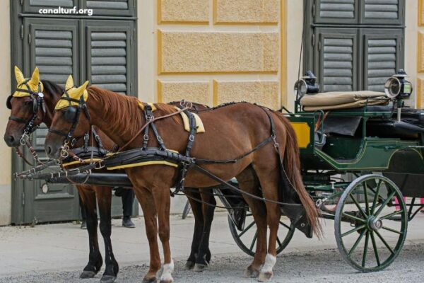 Le Cheval DE Base Incontournable (3)