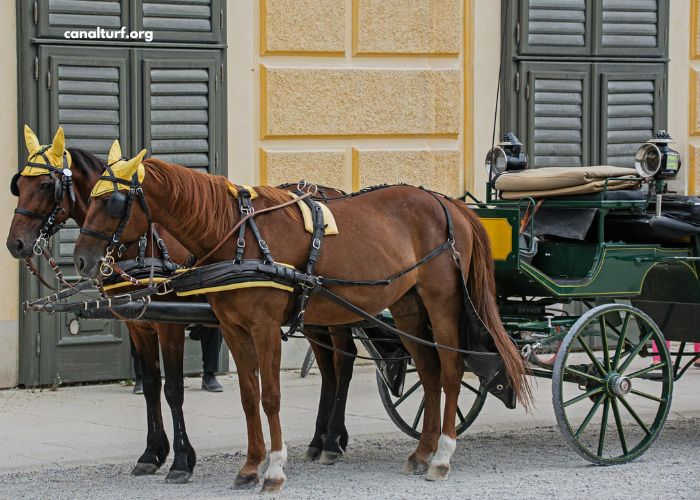 Le Cheval DE Base Incontournable (3)