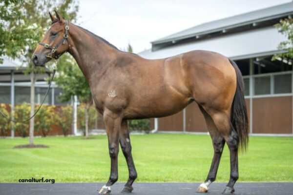 Canalturf Du Jour