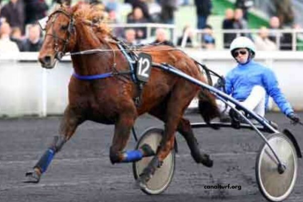 Geni Du Turf Vip