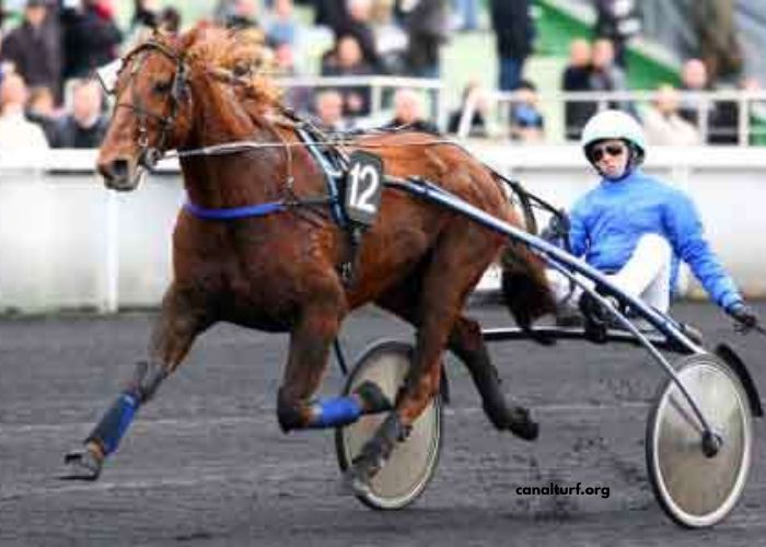Geni Du Turf Vip